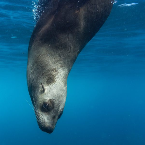 Diving Seal by Samuel Scrimshaw