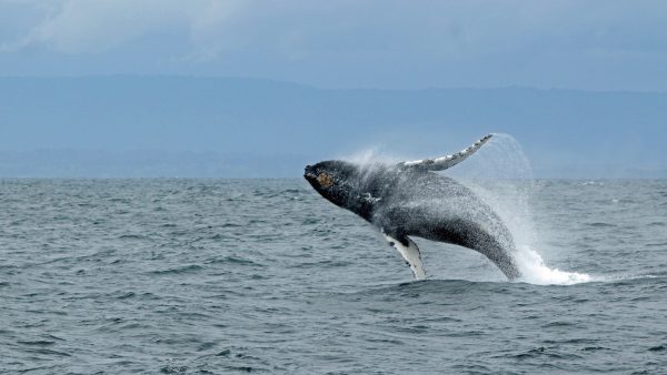 Whale jumping out of the water - Photo by Ilse Orsel