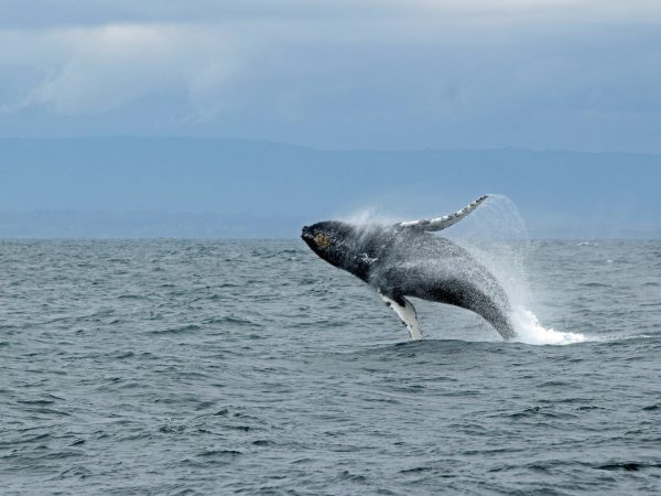 Whale jumping out of the water - Picture by Ilse Orsel